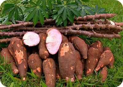 Cassava