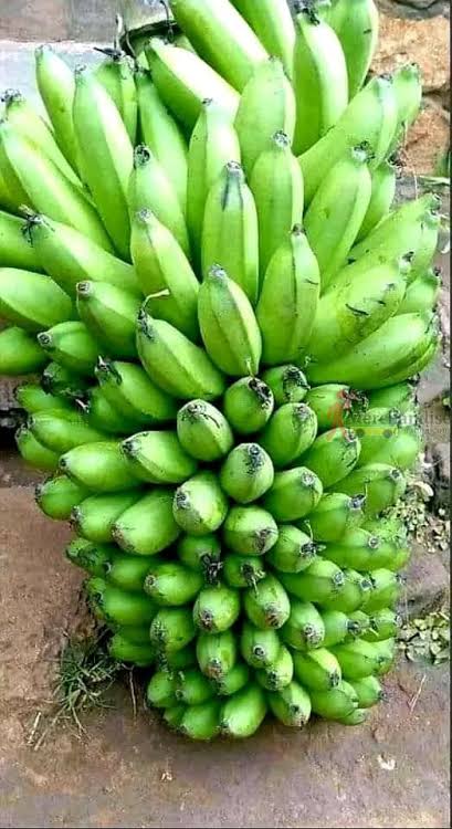 Matooke